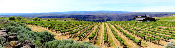 Vineyards at Cave B.JPG